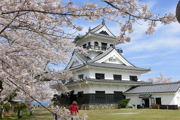 館山市的館山城遺跡已規劃為城山公園，春天時櫻花盛開。　圖：向日遊顧問有限公司／提供