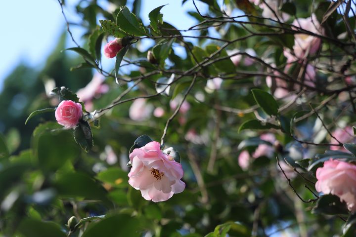 浪漫紅白相間的茶梅。　圖：臺北市政府工務局／提供 