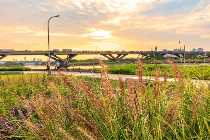 ▲不同高度的植栽，打造層次鮮明的延平河濱花海。　圖：台北市政府工務局水利工程處／提供