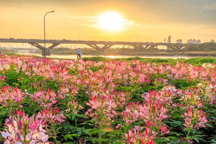 延平河濱花海，以近萬盆醉蝶花作為主設計。　圖：台北市政府工務局水利工程處／提供