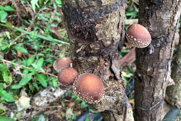 ▲段木香菇生長情形。　圖：林業及自然保育署 ／提供
