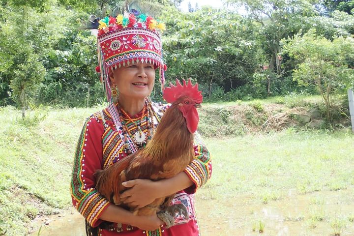 ▲牡丹鄉林淑貞頭目帶頭飼養牡丹山林雞。　圖：林業及自然保育署 ／提供