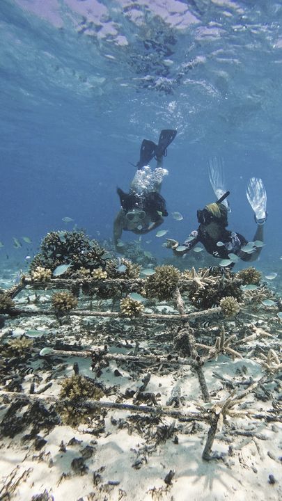 ▲在 Club Med 馬爾地夫浮潛可欣賞豐富且獨特的海洋生態。　圖：Club Med／提供