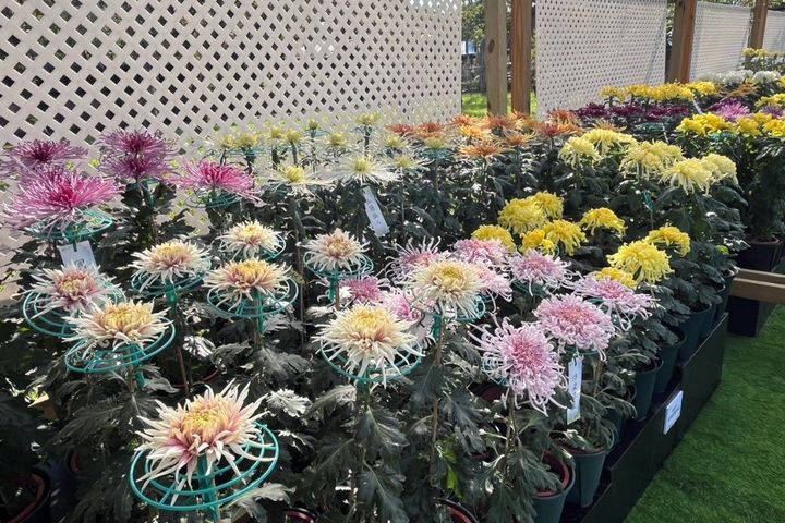 ▲大菊品種展示區，展示豐富花型的大菊。　圖：臺北市政府工務局／提供