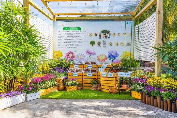 ▲為您詳解何謂大立菊，並展示栽培所需要的工具。　圖：臺北市政府工務局／提供