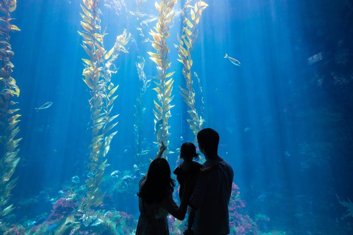 ▲海藻森林十分受到親子客群喜愛。　圖：國立海洋生物博物館／提供