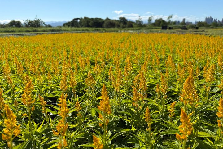 ▲火焰雞冠等不同花卉為鴨鴨公園換上新妝。　圖：新北市政府高灘地工程管理處／提供