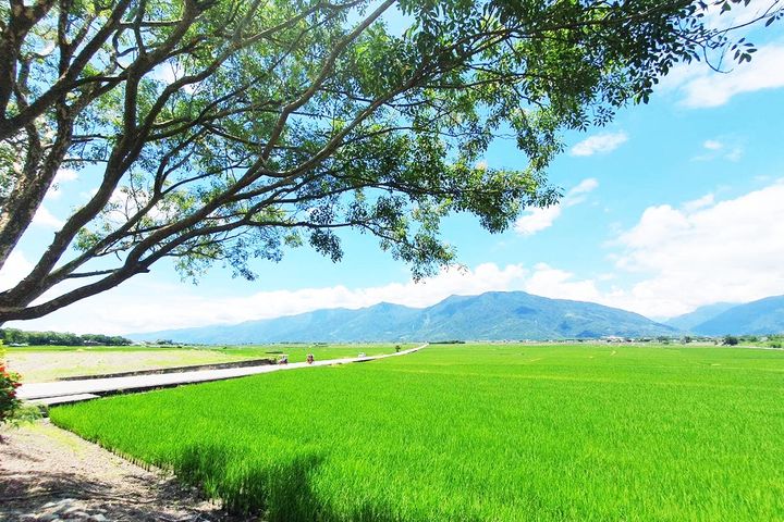 ▲舒心愜意的台東伯朗大道。　圖：永信旅遊／提供