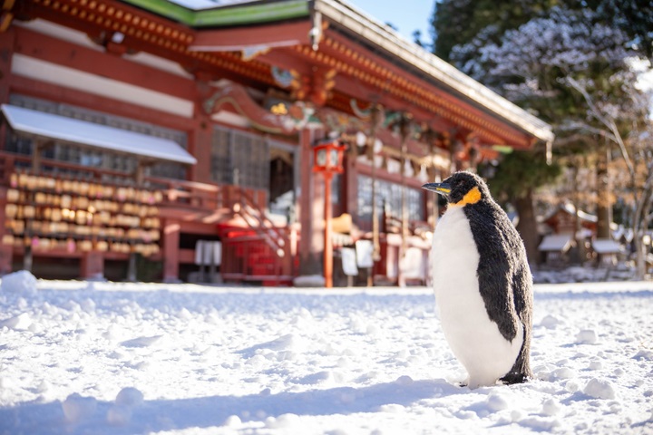 日本最近流行「帶娃娃旅行拍照（ぬいどり）」，遠野鄉八幡宮拍下了站在雪地上的企鵝娃娃。　圖：遠野鄉八幡宮／提供