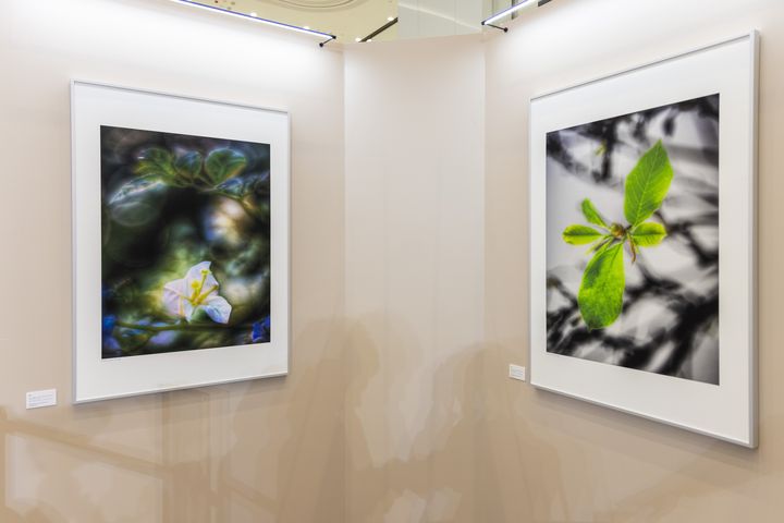 ▲展區「香」：如夢似幻，稍縱即逝的花花世界。　圖：海港城／提供