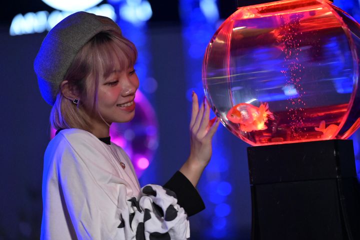 ▲「Art Aquarium® 」讓金魚與花藝、光影結合，成為奇幻藝術主角。　圖：Art Aquarium® 金魚藝術展／提供