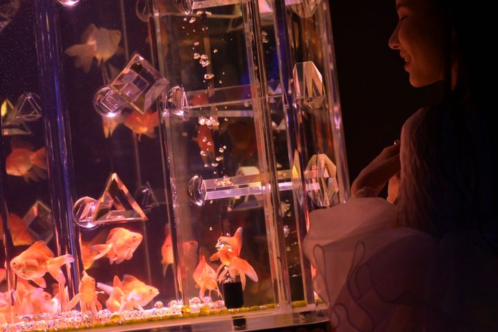 ▲展覽採用了多項先進的養殖技術，讓金魚的姿態更加優雅動人。　圖：Art Aquarium® 金魚藝術展／提供