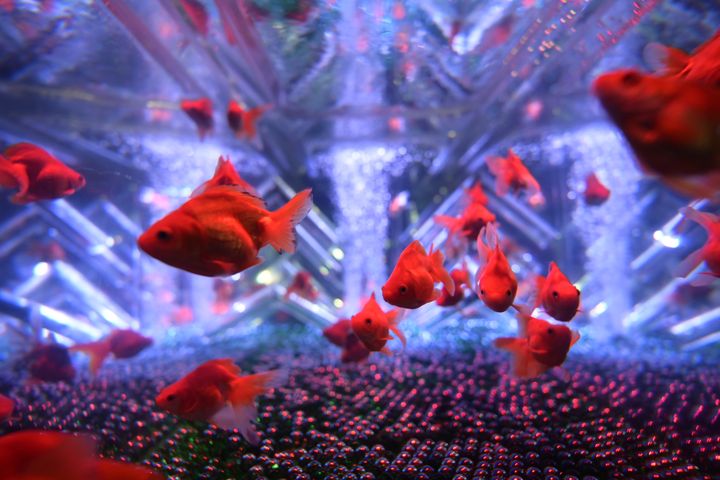 結合金魚與藝術的世界級展覽 Art Aquarium®，12/23於台北「ATT 4 FUN」登場。　圖：Art Aquarium® 金魚藝術展／提供