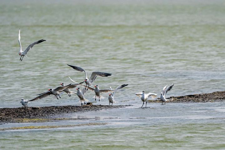 ▲黑面琵鷺。 圖:台南市政府觀光旅遊局/提供
