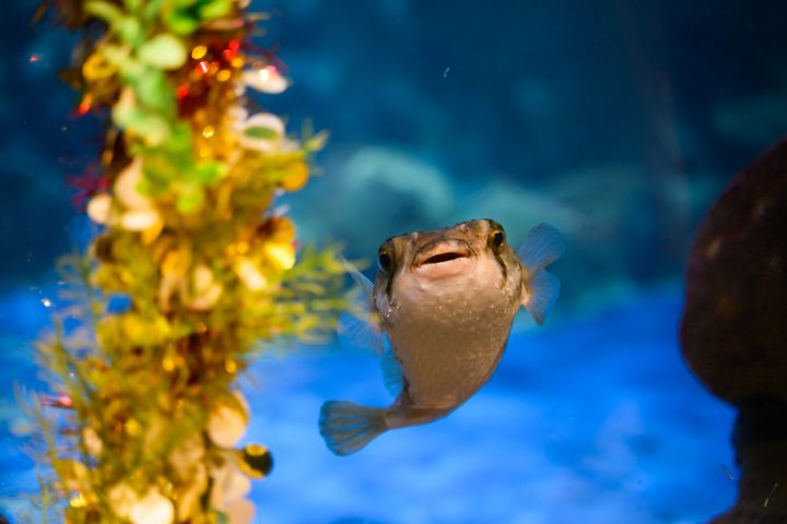 ▲「海洋奇觀」的護理員為雞泡魚「肥波」的居所添加充滿節日氣氛的聖誕花環，好奇的「肥波」不斷穿梭欣賞。　圖：香港海洋公園／提供