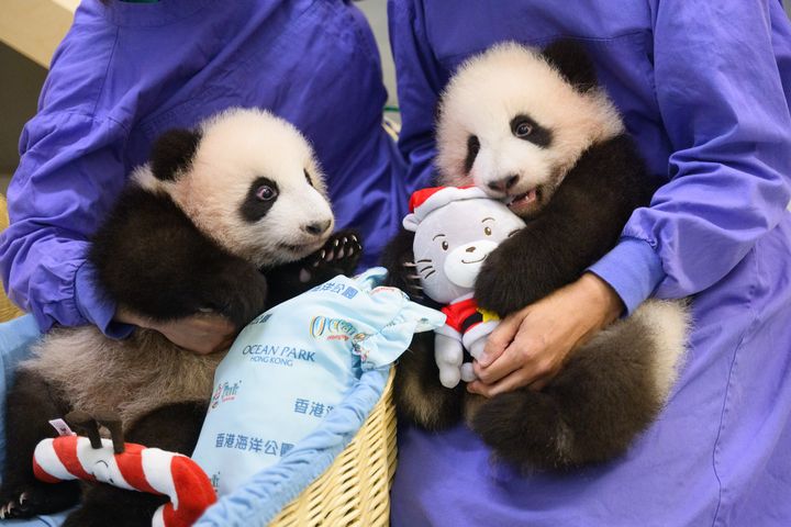 ▲一對大熊貓寶寶快速成長，現時已可聽到聲音。　圖：香港海洋公園／提供