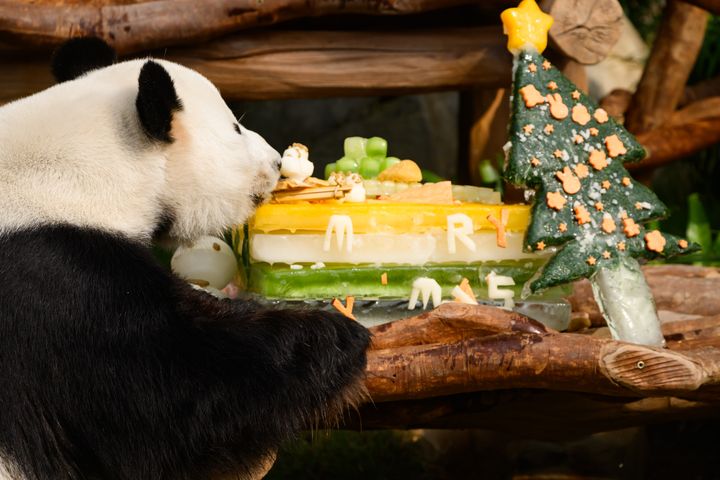▲除了安安和可可，海洋公園動物護理團隊亦為樂樂準備了可愛雪人、冰雕及以紅蘿蔔製成的冰聖誕樹。　圖：香港海洋公園／提供