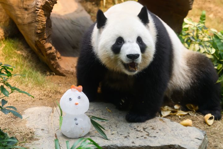 香港海洋公園超人氣動物大使－大熊貓可可。　圖：香港海洋公園／提供