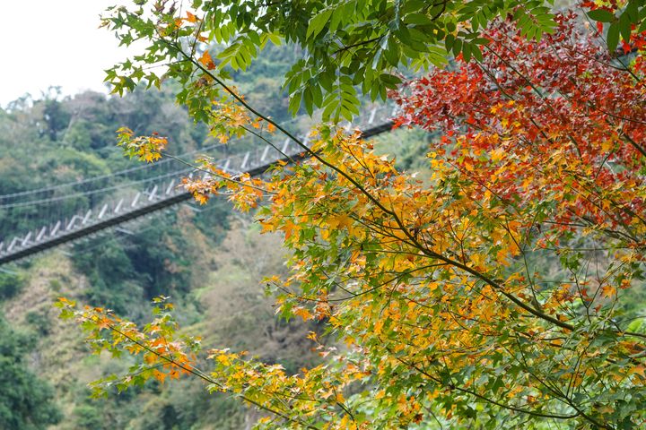 阿里山鄉石盤谷吊橋楓葉開始由綠轉紅，目前楓紅已達4成。　圖：嘉義縣文化觀光局／提供