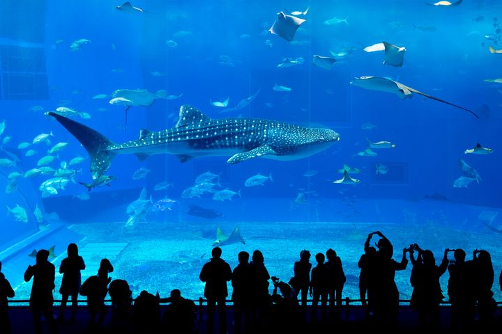 ▲沖繩魅力景點：沖繩美麗海水族館。　圖：shutterstock／來源