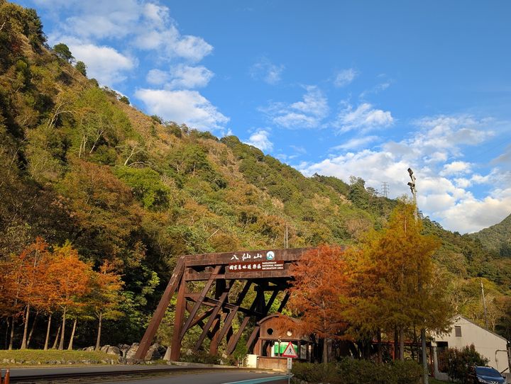 ▲八仙山國家森林遊樂區內台灣櫸、落羽松等植物葉子轉變紅、黃顏色美不勝收。　圖：農業部林業及自然保育署台中分署／提供