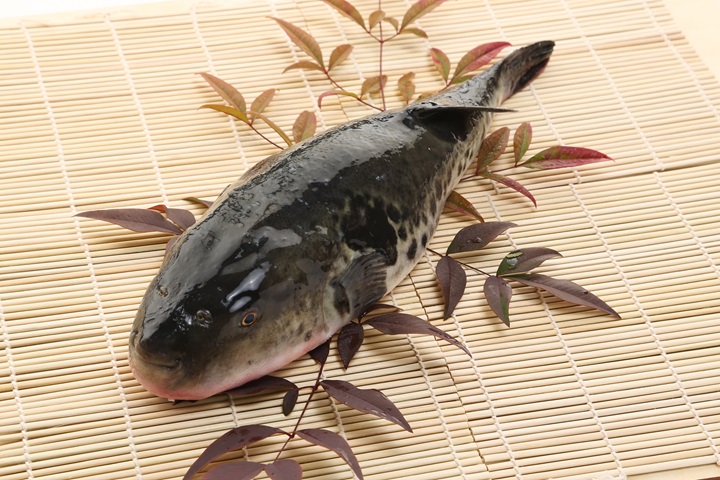▲冬天產的河豚尤其美味。　圖：向日遊顧問有限公司／提供