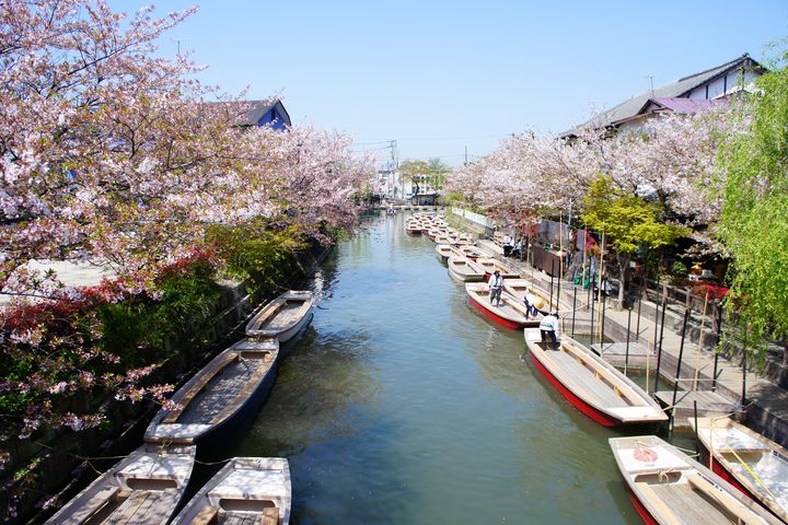 ▲福岡春季體驗-柳川賞櫻遊船。　圖：shutterstock／來源