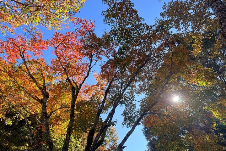 收費站周邊青楓、紅榨槭已呈現紅黃色彩。　圖：農業部林業及自然保育署台中分署／提供