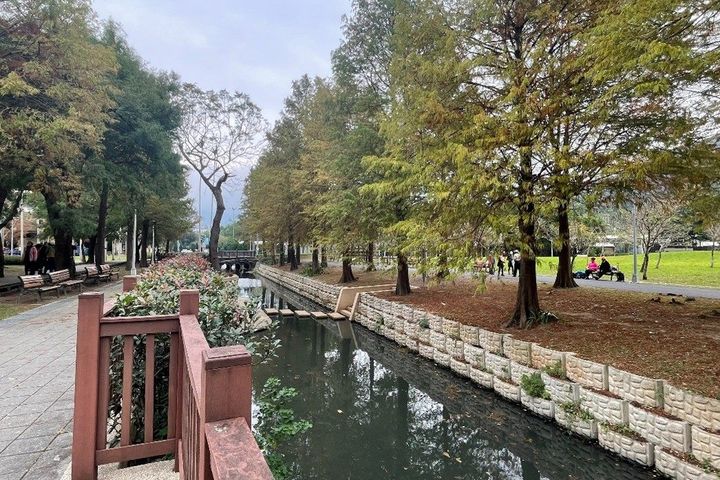靜謐溪畔步道，落羽松林展現冬日金黃美景。　圖：臺北市政府工務局／提供