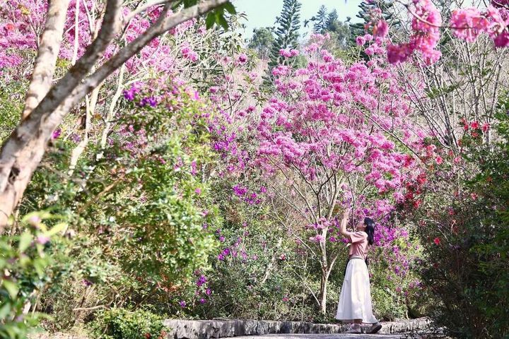 ▲梅峰古道花開。　圖：台南市政府觀光旅遊局／提供