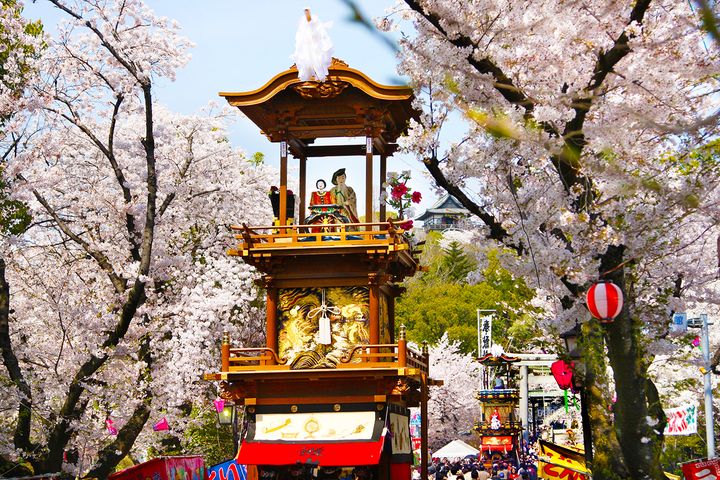 ▲愛知縣犬山祭與盛開櫻姿相互輝映。　圖：晴日旅遊／提供