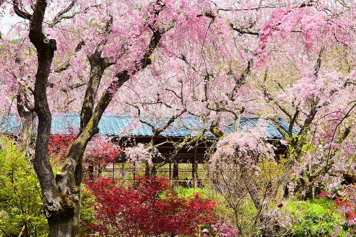 ▲京都後山世外桃源「原谷苑」櫻姿綻放。　圖：晴日旅遊／提供