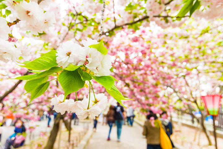 大阪造幣局絕美櫻花盛開，櫻花隧道限定七天開放。　圖：晴日旅遊／提供