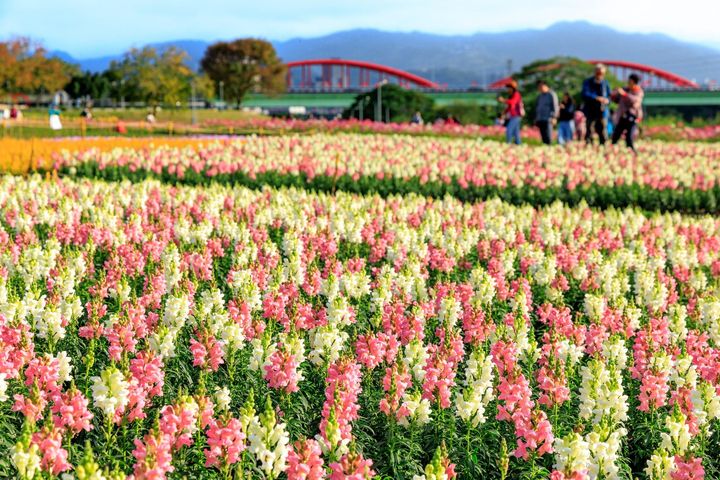 ▲花海選用粉色系草花鋪排出波浪形狀。　圖：台北市政府工務局水利工程處／提供