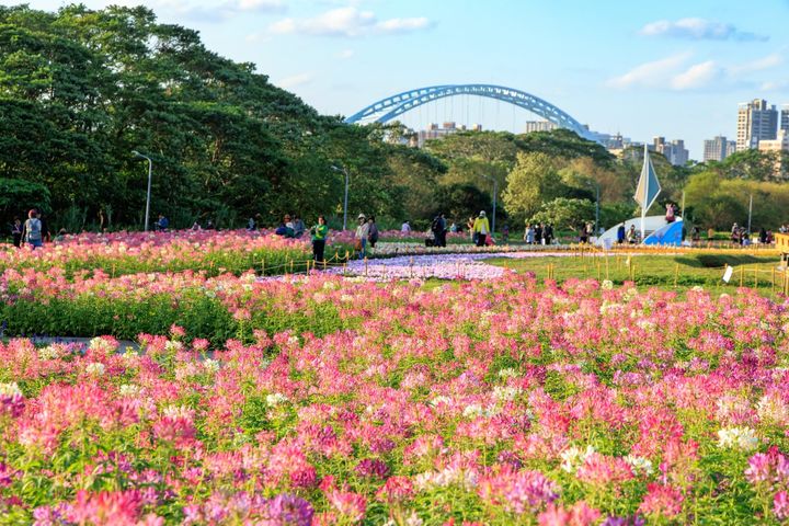 ▲醉蝶花海。　圖：台北市政府工務局水利工程處／提供