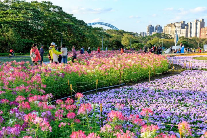 以數十萬盆粉、淺紫、白色系草花營造而成的粉色浪漫。　圖：台北市政府工務局水利工程處／提供