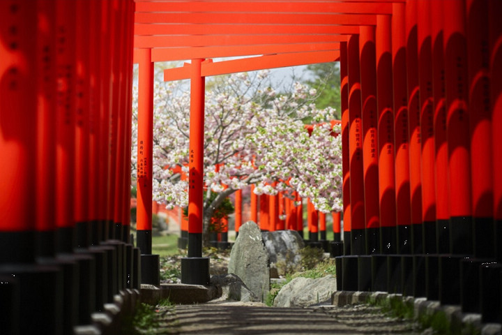 ▲高山稻荷神社的千鳥居與夾雜其中盛開的櫻花風景極為美麗。　圖：向日遊顧問有限公司／提