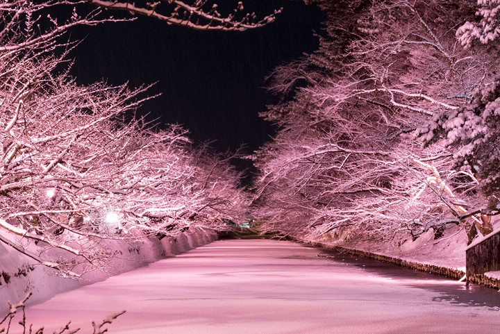 覆蓋弘前城護城河的白雪打上粉色燈光，有如冬夜的櫻饗宴。　圖：向日遊顧問有限公司／提供