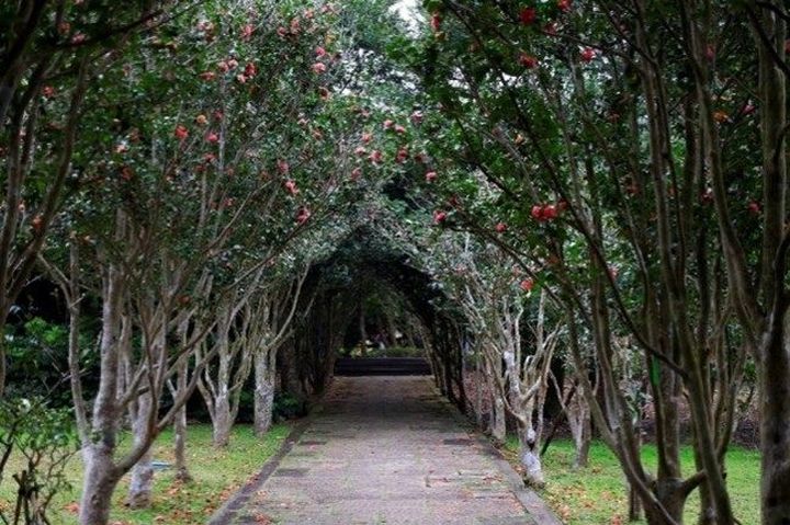 ▲茶花隧道。　圖：臺北市政府工務局／提供