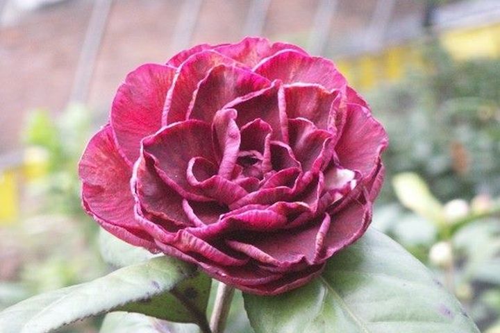 茶花貝拉，深邃的花瓣彷彿貝兒在《美女與野獸》中展現的無畏勇氣與神秘力量。　圖：臺北市政府工務局／提供