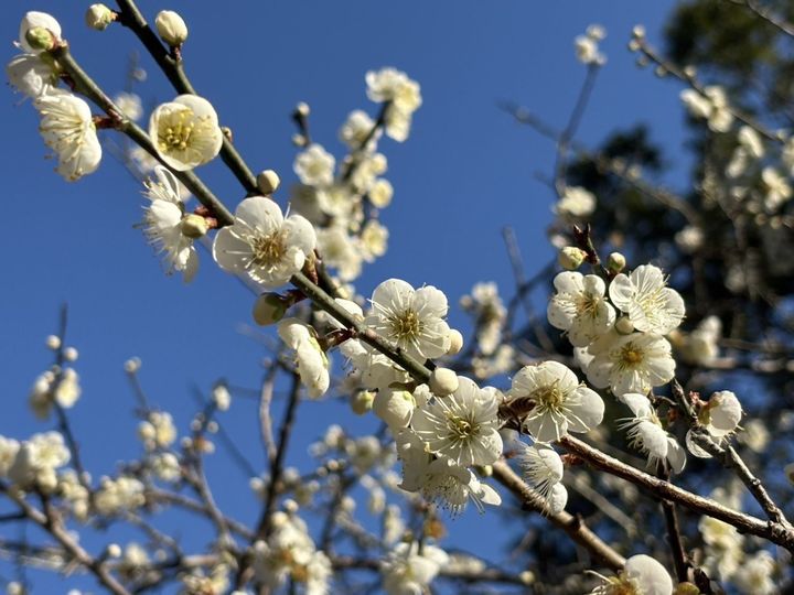 ▲角板山行館園區有將近300棵老梅樹。　圖：桃園市政府風景區管理處／提供