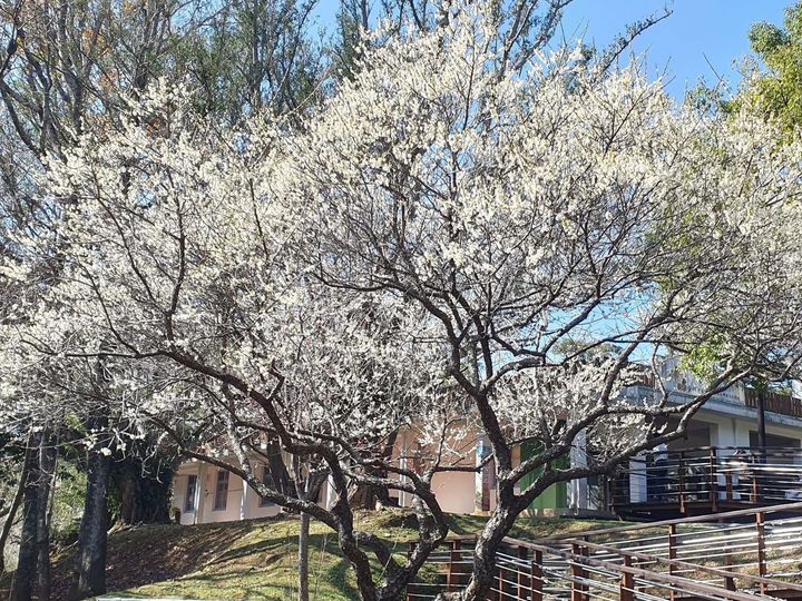 ▲角板山行館園區梅花正盛開。　圖：桃園市政府風景區管理處／提供