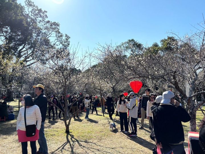 ▲由於賞花人潮眾多、角板山地區停車位有限，建議遊客可搭乘大眾交通工具前往。　圖：桃園市政府風景區管理處／提供