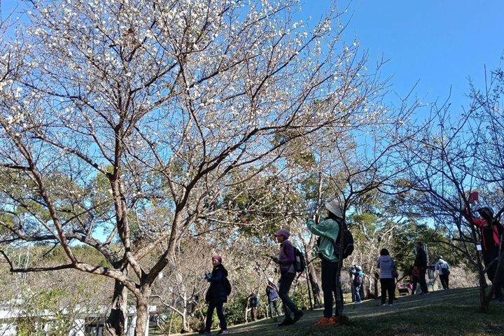 週末可到角板山行館觀賞梅花。　圖：桃園市政府風景區管理處／提供 