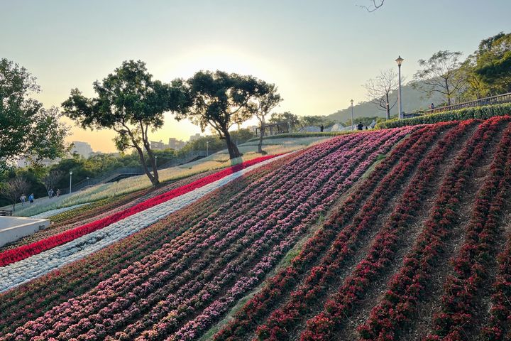 ▲三層崎花海猶如台版富良野。　圖：陽明山公園管理所／提供