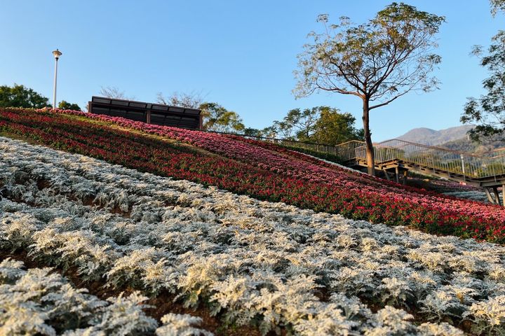 ▲三層崎花海-銀葉菊。　圖：陽明山公園管理所／提供