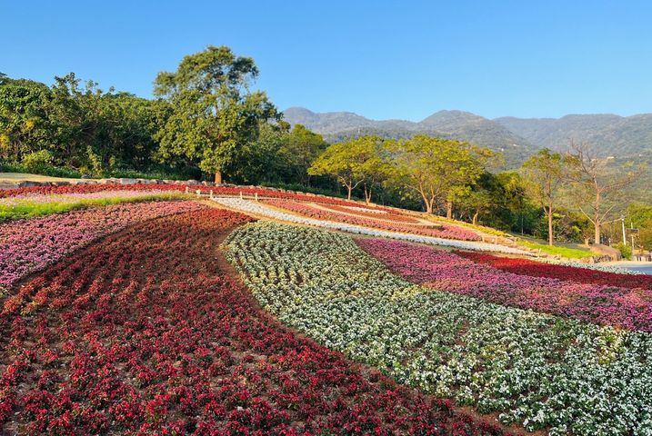 三層崎花海絢麗盛開。　圖：陽明山公園管理所／提供