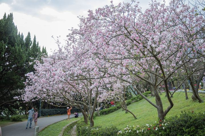 ▲陽明山花季主題為「讓愛在心中綻放」，首次與迪士尼合作展出四大主題，新春期間除了賞櫻也能享受尋找迪士尼公主的樂趣。　圖：臺北市政府觀光傳播局／提供