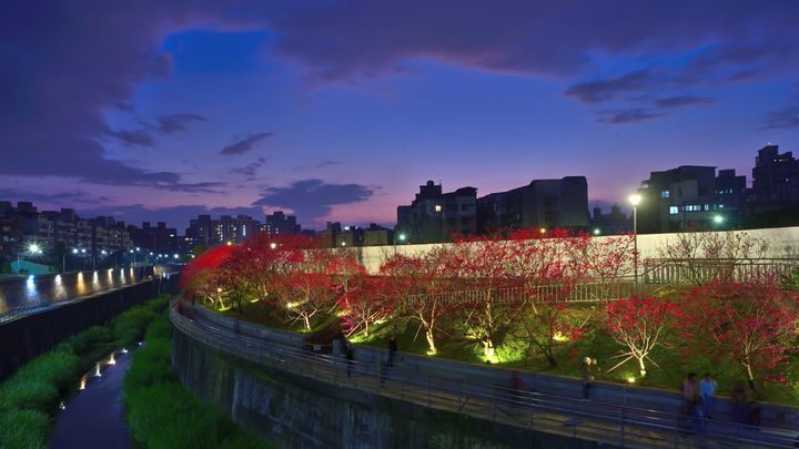 ▲「2025樂活夜櫻季」於1/24展至2/15，並以「櫻花樹下的幸福」為主題，推出迪士尼公主花卉造景（圖為2024樂活夜櫻季）　圖：臺北市政府觀光傳播局／提供