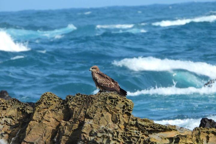 ▲漲潮時黑鳶會到海邊捕魚和停礁石。　圖：農業部林業及自然保育署／提供